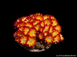 Sulcorebutia tarabucoensis v. aureiflora WR479 2135